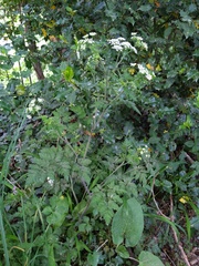 Chaerophyllum temulum