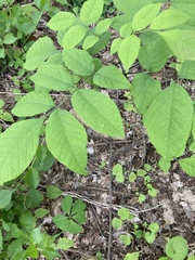Fraxinus pennsylvanica subintegerrima