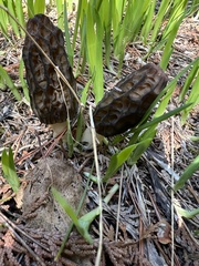 Morchella angusticeps