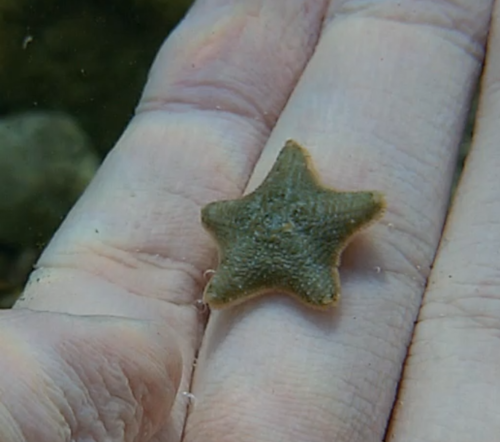 Morska zvjezdica (Asterina gibbosa)