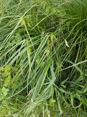 Carex pseudocyperus
