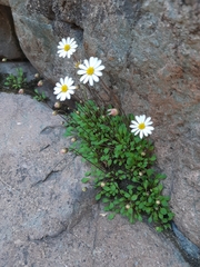 Bellium bellidioides