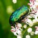 European Rose Chafer - Photo (c) Charlie Jackson, some rights reserved (CC BY)