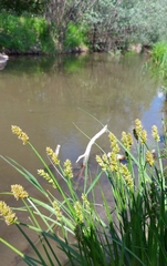Carex vulpina