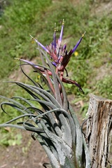 Tillandsia seleriana