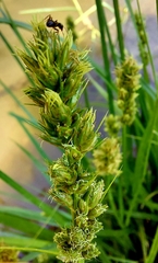 Carex vulpina