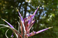 Tillandsia seleriana