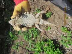 Phrynosoma asio