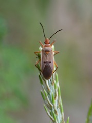 Dysdercus bimaculatus