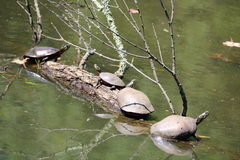 Chrysemys picta picta