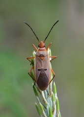 Dysdercus bimaculatus