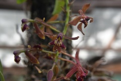 Epidendrum radioferens