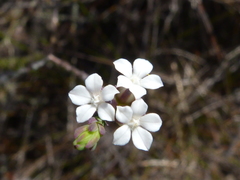 Euchaetis tricarpellata