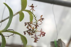 Epidendrum radioferens