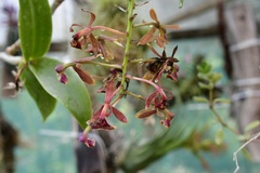 Epidendrum radioferens