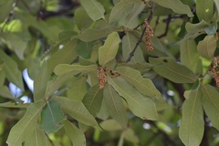 Quercus crispipilis