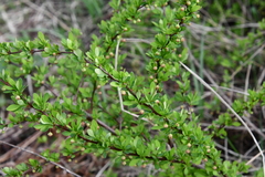 Berberis thunbergii
