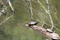 Chrysemys picta picta