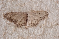 Idaea incisaria