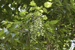 Acer negundo mexicanum