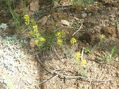Draba streptocarpa