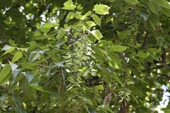 Acer negundo mexicanum