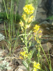 Draba streptocarpa