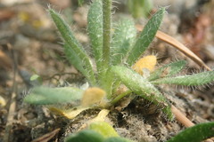 Draba streptocarpa