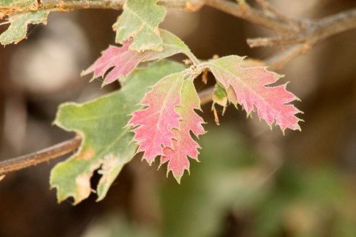 iNaturalist observation photo of California black oak