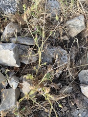 Carduus argentatus