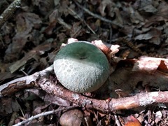 Virescentinae