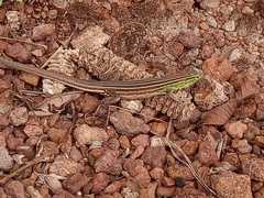 Cnemidophorus gramivagus