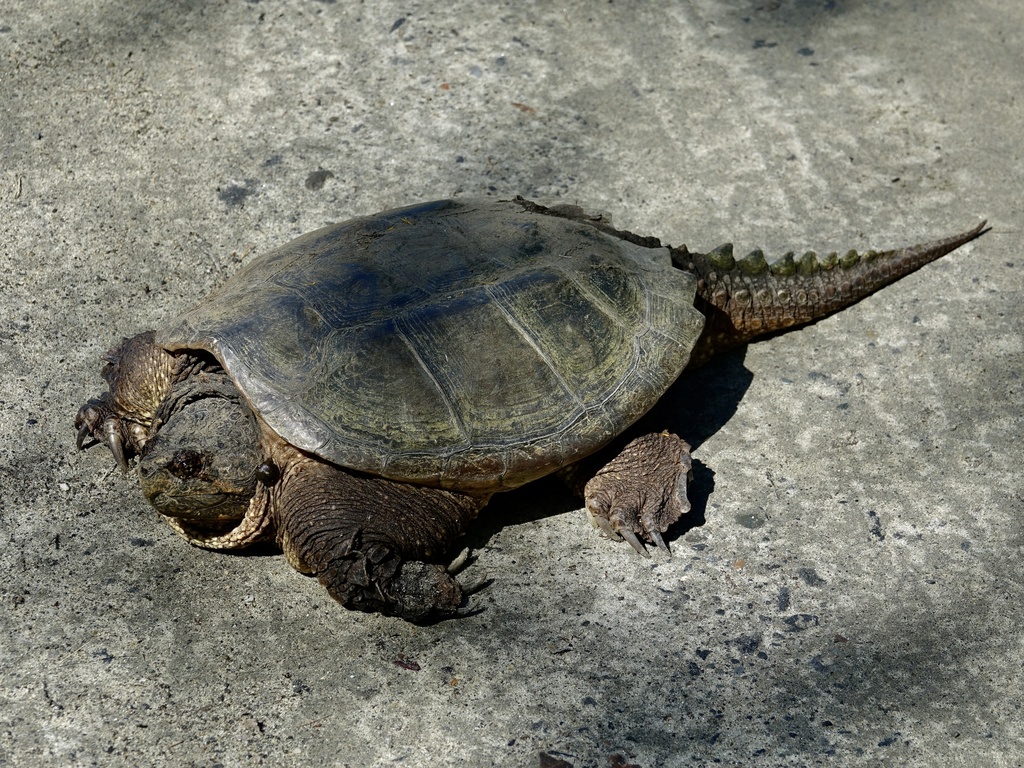 Common Snapping Turtle from W County Rd, Calais, VT, US on May 18, 2022 ...