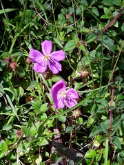 Heterotis rotundifolia