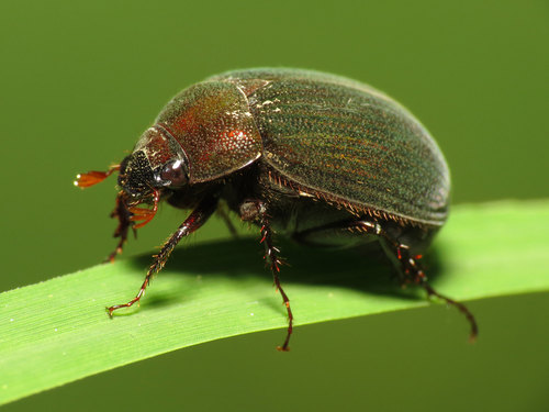 Asiatic Garden Beetle