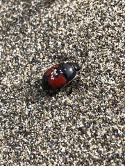 Spilodiscus sellatus