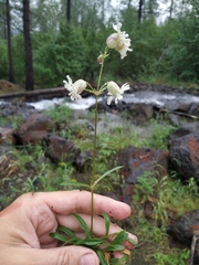 Silene paucifolia