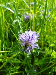 Carthamus mitissimus