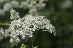 Anthriscus sylvestris