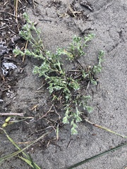 Cryptantha leiocarpa