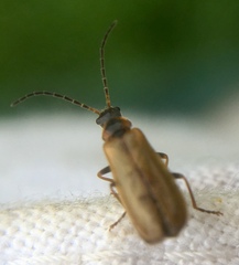 Rhagonycha nigriventris
