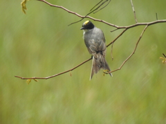 Tyrannus savana monachus