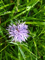 Carthamus mitissimus