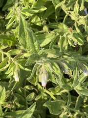 Podonosma orientalis