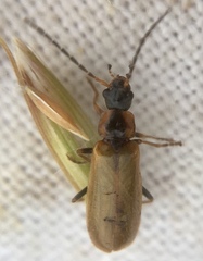 Rhagonycha nigriventris