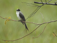 Tyrannus savana monachus