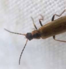 Rhagonycha nigriventris