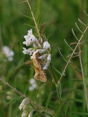 Cochylimorpha straminea