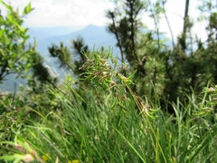 Poa bulbosa vivipara