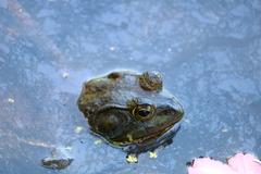 Lithobates catesbeianus